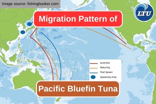 The Annual Journey of Pacific Bluefin Tuna